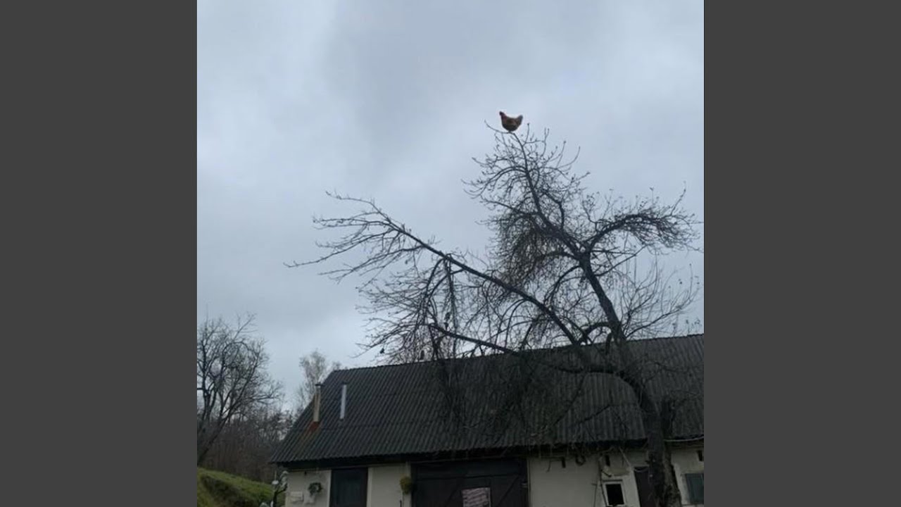 Watch screaming tree chicken on YouTube Watch screaming tree chicken on YouTube