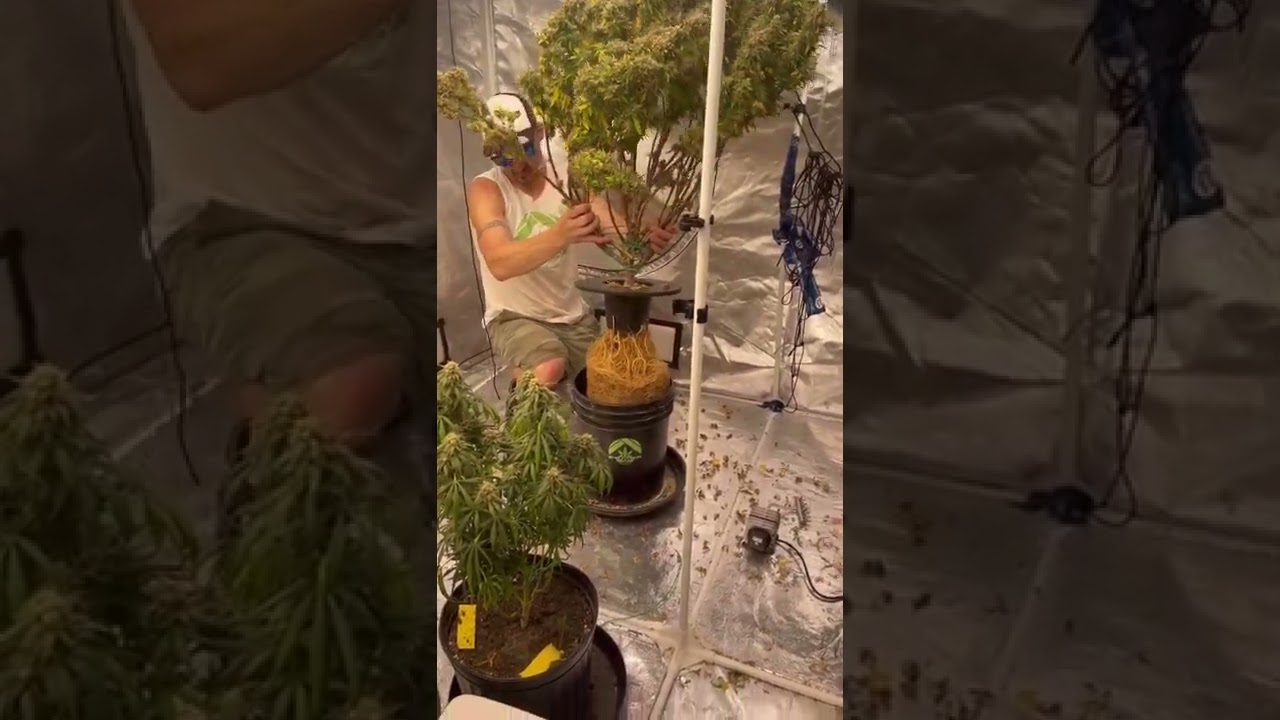 Check out the Massive Rootball - Monster Skunk 🦨 DWC 🪣💧 Remo Nutrients 🇨🇦 Before the Harvest 🪓