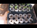 Grow a contained garden