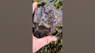 Rock from the sea crammed with Ammonite Fossils! 😲 #fossilhunting #fossils #shorts #coast #rock #sea