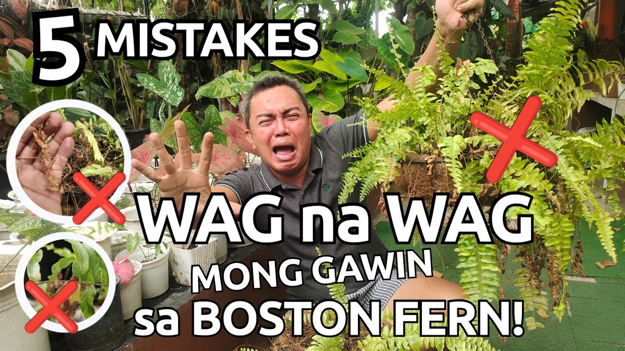 5 MISTAKES IN GROWING BOSTON FERNS |DON'T DO THESE TO YOUR PLANTS THIS SUMMER