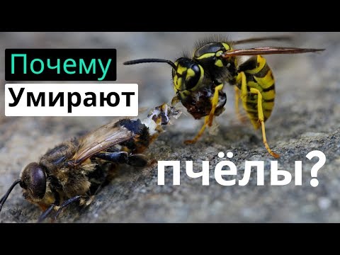 Пасека #117 Почему Умирают пчёлы / Если Мёртвые Пчёлы. /  Что делать? / Пчеловодство для начинающих