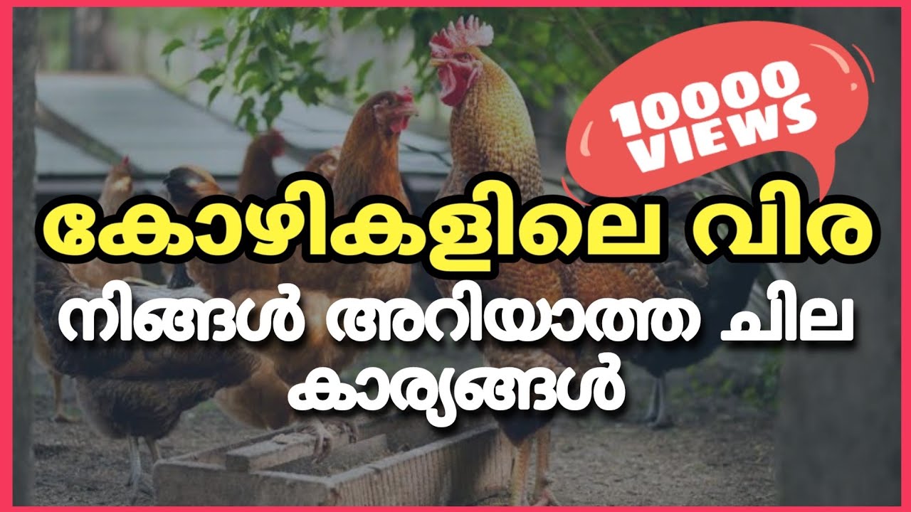 Do your chicken have worms?| നിങ്ങളുടെ കോഴികൾക്ക് വിര ഉണ്ടോ? | വിര കോഴിയെ കൊല്ലുമോ?  | Poultry Media