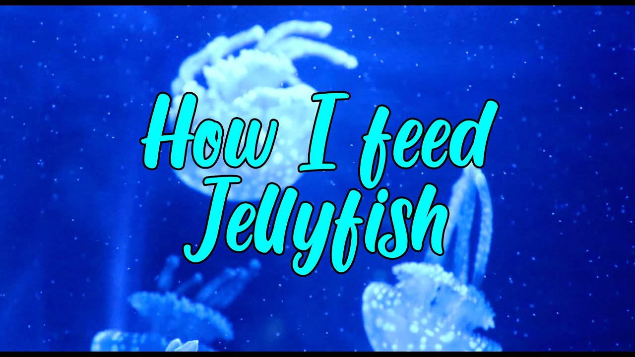 How to feed Jellyfish