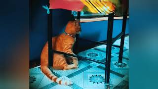 Funny Cute Cat Vs Baby Cat Fighting Pushi Cat Home