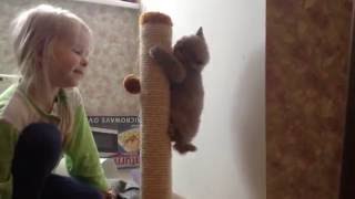 British cats/ Британские котята, изучаем когтеточку;) British cats/ Британские котята, изучаем когтеточку;)