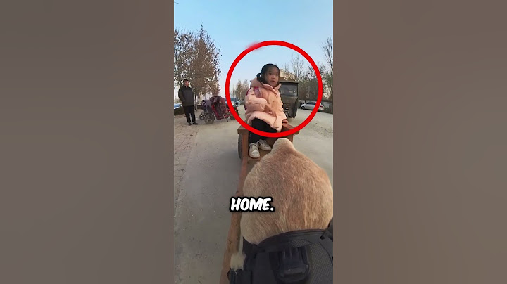 The Incredible Dog that Picks Up a Girl from School 😮