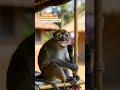 सावधानी हटी पड़ोसन पटी 🤣 #comedyvedio #comedy #funny #monkey #thethar #thatharaninalcomedy