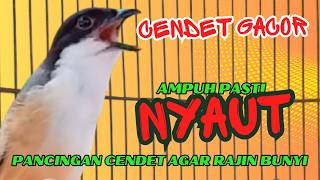 Cendet Gacor Bongkar Materi Pasti Ampuh Pancingan Cendet Agar Rajin Bunyi