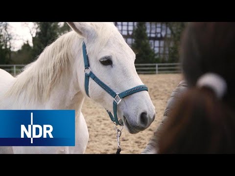 Tierschutz: Die Tierflüsterer | DIE REPORTAGE | NDR Doku