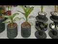 POOJA GARDEN  is live