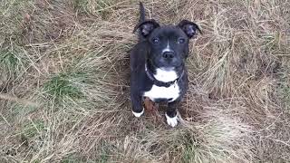 Staffik Paco Hotel Petsi The Dogs Out Fun