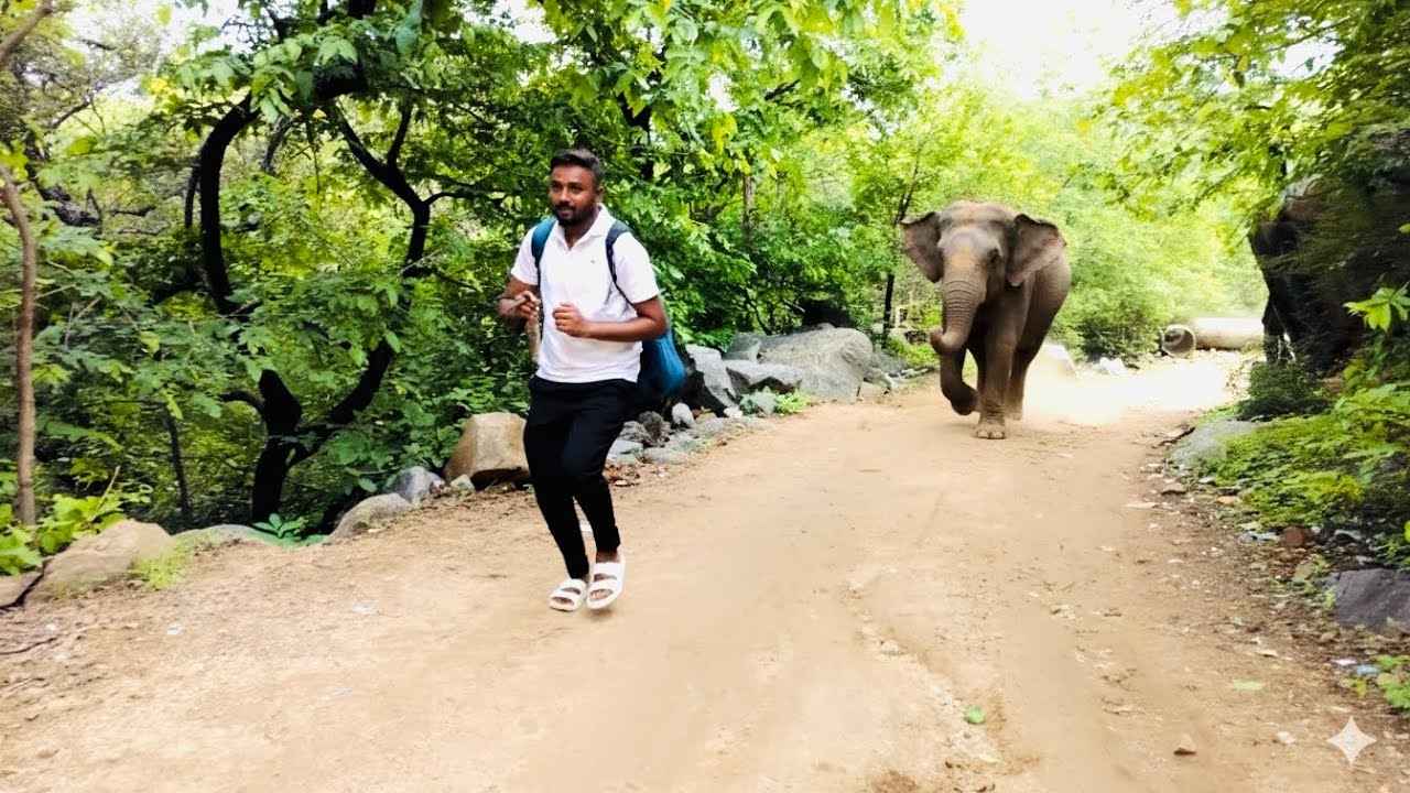 Went for a walk in the Amazon jungle and was followed by an elephant 😱