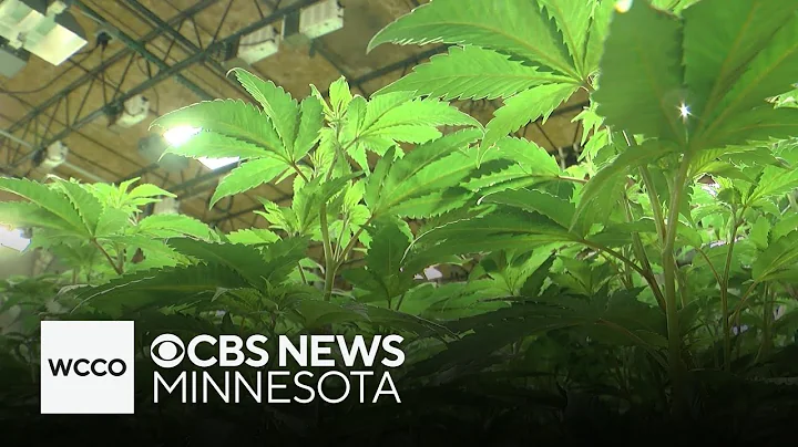 Amid Minnesota's cannabis market rollout, few licensees have greenlight