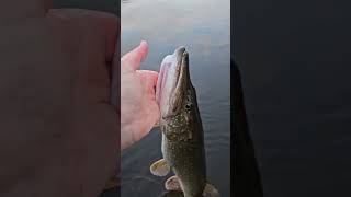 Kranker Biss an der Zanderrute! #ytshorts #shorts #youtubeshorts #angeln #fishing
