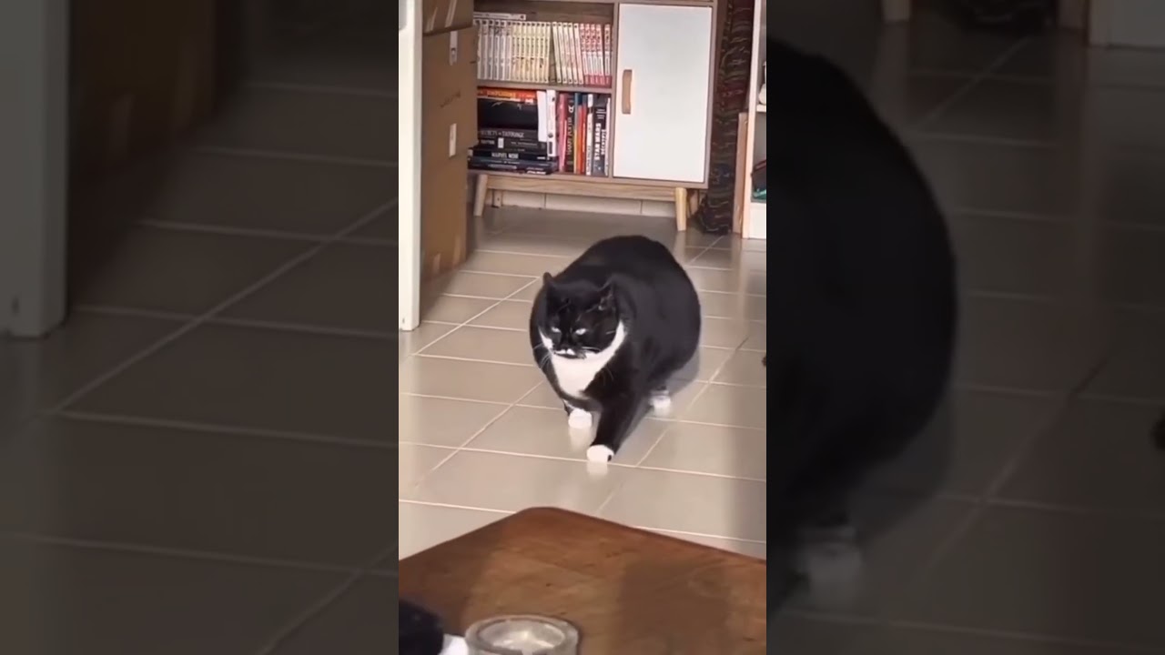 This is not a car! (IG:@alexalzzr) 