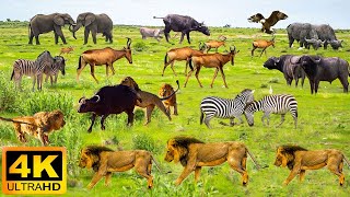 สัตว์ป่าแอฟริกัน 4K: อุทยานแห่งชาติ Mount Elgon - ภาพยนตร์สัตว์ป่าพร้อมเสียงจริง