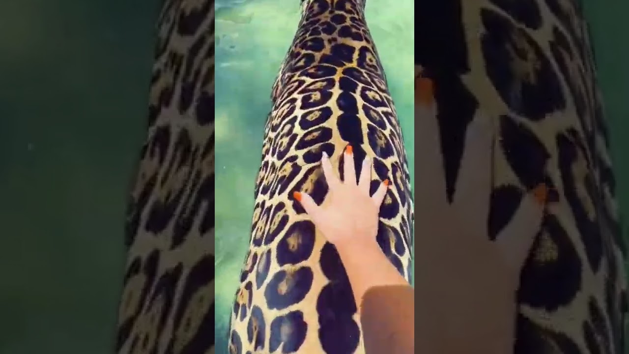 Chunky Dunking Jaguar! SO CUTE