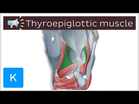 Thyroepiglottic muscle | Anatomical Terms Pronunciation by Kenhub