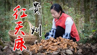 Use red gastrodia medicinal herbs  to make Chinese food | 没有叶子没有根的食材，胖嘟嘟的身体全身都是宝 |红天麻【野小妹 wild girl】