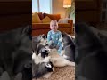 Baby vs Husky Choir 😂🐶❤️ #babybark #huskyhowl #cutefamily #adorablemoments #funnykids #funny