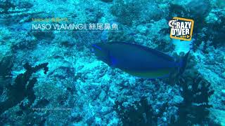 Naso vlamingii @ Maldives 絲尾鼻魚＠馬爾代夫