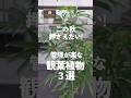 【初心者でも育てやすい!】この秋注目の観葉植物3選をご紹介します♪