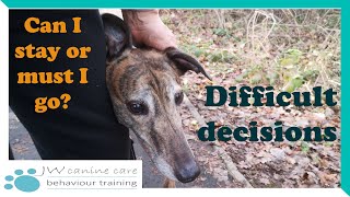 Difficult decisions: rehoming your greyhound