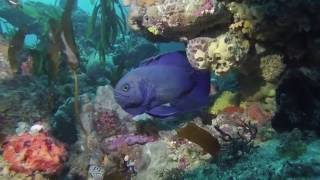 New Test Footage Of My New V25 Video Torch And Homemade Tray