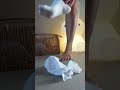 Tu Es Dans L Г Quipe Des Chaussettes Courtes Des Chaussettes Longues Ou Des Petits Pieds Nus рџ вќ пёЏ Tu Es Dans L Г Quipe Des Chaussettes Courtes Des Chaussettes Longues Ou Des Petits Pieds Nus рџ вќ пёЏ