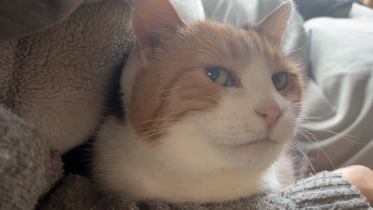 三毛猫】私の腕の中で1日がスタートするミケ（2026年4月17日） - YouTube