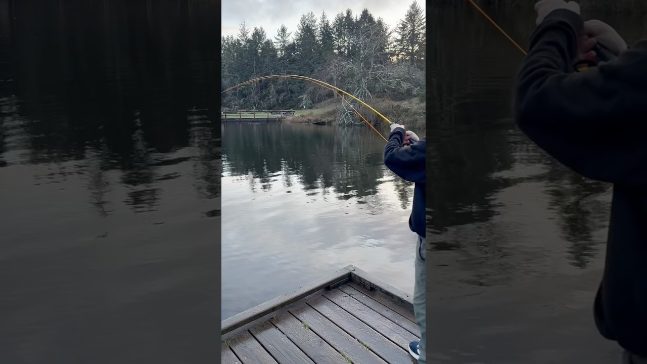 Giant steelhead hooked on fly rod 