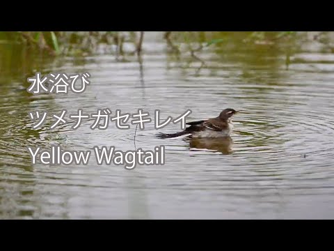 【水浴び】ツメナガセキレイ Yellow Wagtail