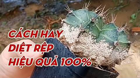 Cách hay diệt rệp không dùng thuốc hiệu quả 100% l Xương Rồng Hoàng Toàn