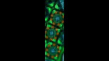 New ENV  SCORE BASE?!?▐ ZOMBS.io