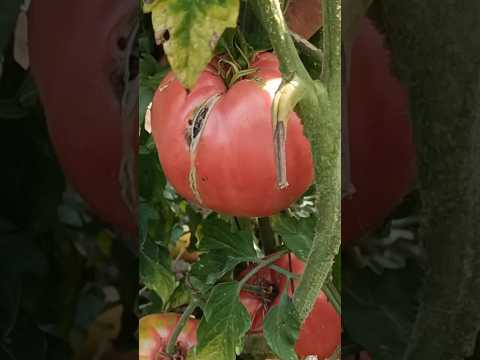 Panen Big Tomat Romania #shortvideo #shortviral #shorts #tomato