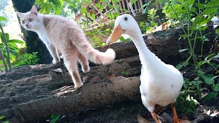 A great and meaningful story of cat and duck friendship🥰 Cute animal videos🐈🦢❤️ by Cat kucing 789 views 1 month ago 5 minutes, 11 seconds