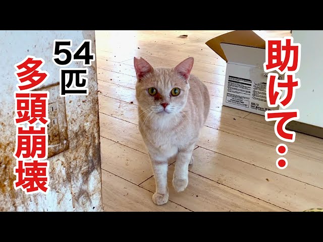 トロピカルネコ An overly obedient genius cat that jumps at the call of its