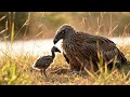 RECAP|| Life Millions Years Ago|| Baby Chick Stolen By A Woman ♀️