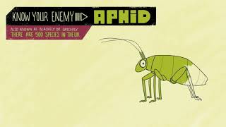 Aphid Intro