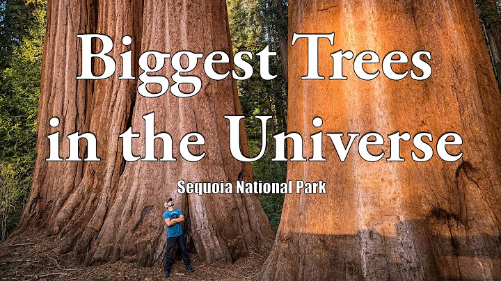 The Top 3 largest Giant Sequoia trees in Sequoia & Kings Canyon National Parks | 4K