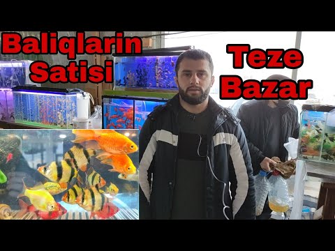 Baliqlarin Satisi Teze Bazar 30.01.2022 #elixezer #baliq #baliqchi