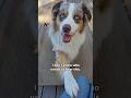 Dogs are the best! #dog #australianshepherd #aussie #redmerleaussie #redmerle #mood #vibes #cute