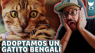 ADOPTAMOS UN GATO BENGALÍ!! TE PRESENTAMOS A...