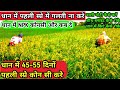 धान में पहली स्प्रे में क्या क्या दे || control sheath blight in rice | hexaconazole | imidaclopride