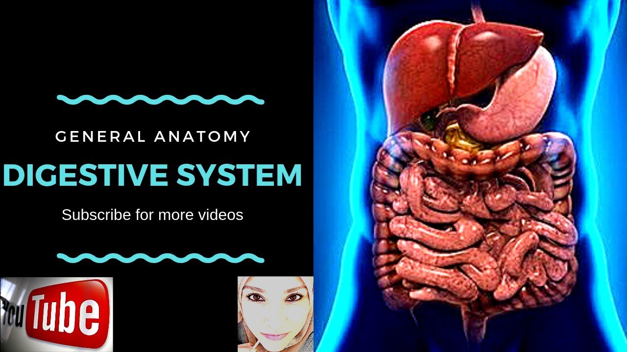 General anatomy - The Digestive System - YouTube