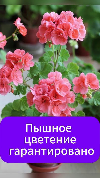 Лучшая подкормка для всех цветов! #цветы #сад #дача #подкормка - YouTube