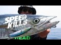 SPEED KILLS - MACKERALS ON THE PINTAIL