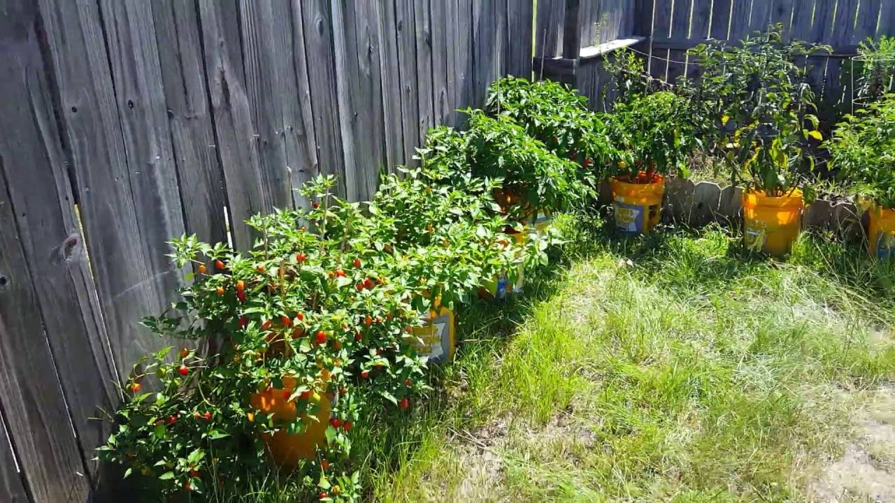 Pepper Grow Update #21(July 16th, 2016)