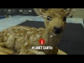 The Library that Checks Out Dead Animals